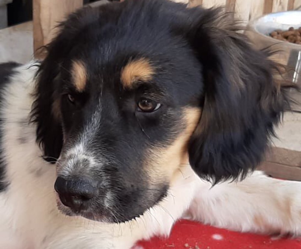 fellengel_garfield11 Balous-Reise