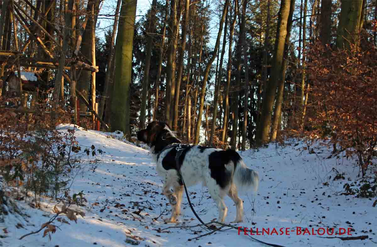 Waldspaziergang mit Balou