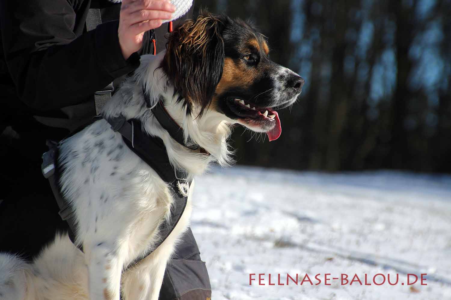 Balou im Schnee Fellnase-Balou.de