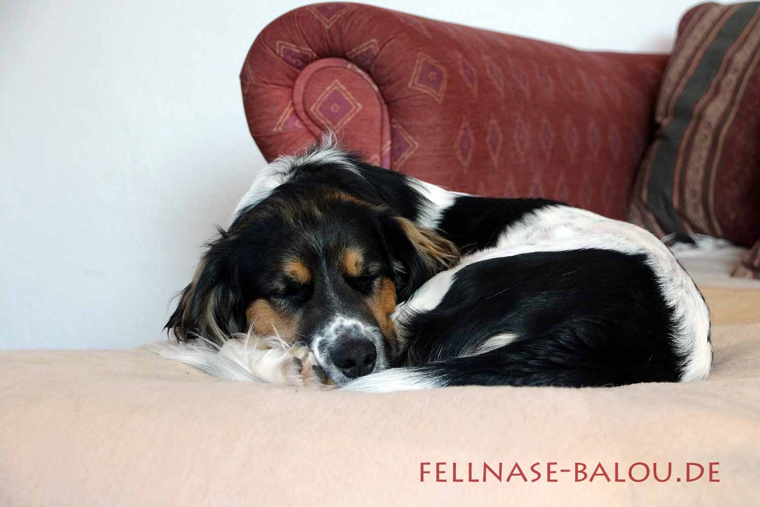 Hundebett für Balou